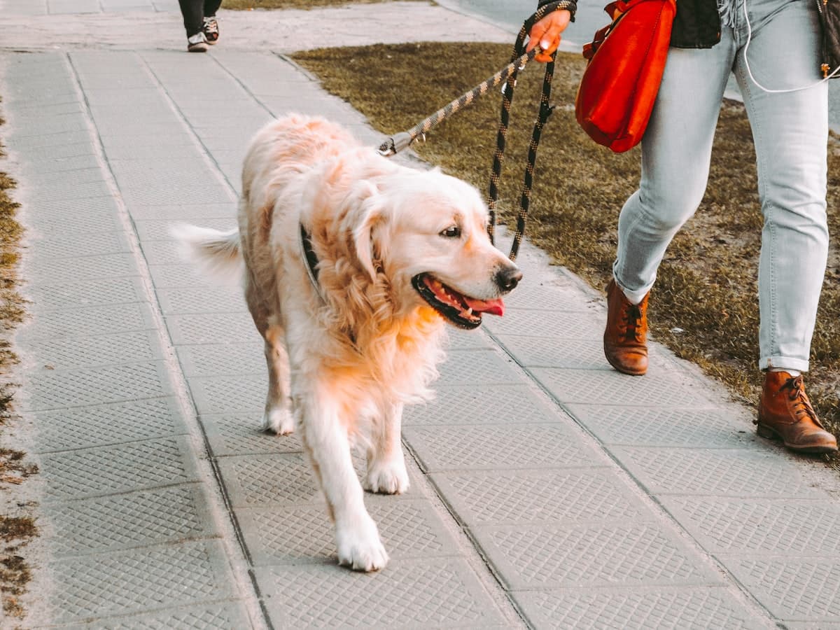 Sample post: golden retriever on a walk