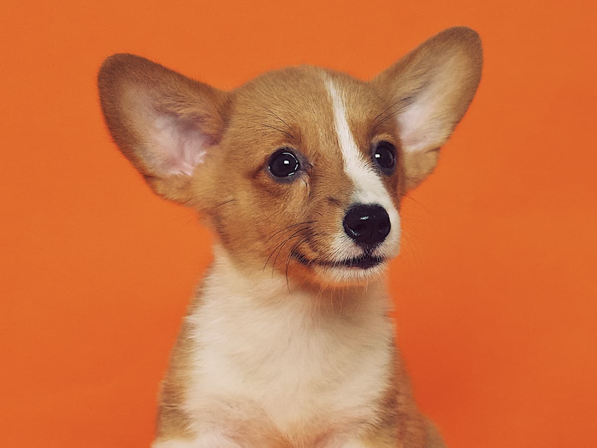 Sample post: corgi puppy portrait on an orange background
