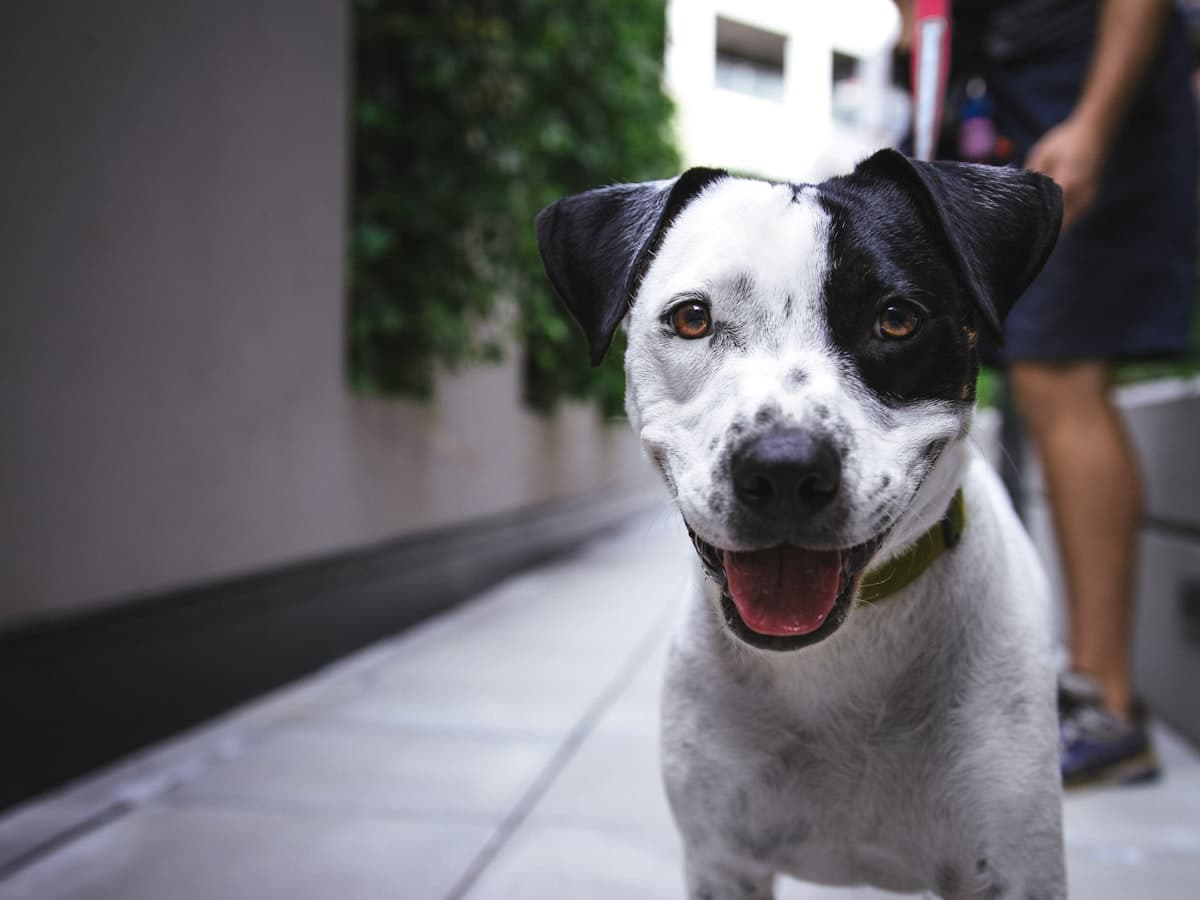 Sample post: white dog with black ears smiling at the camera