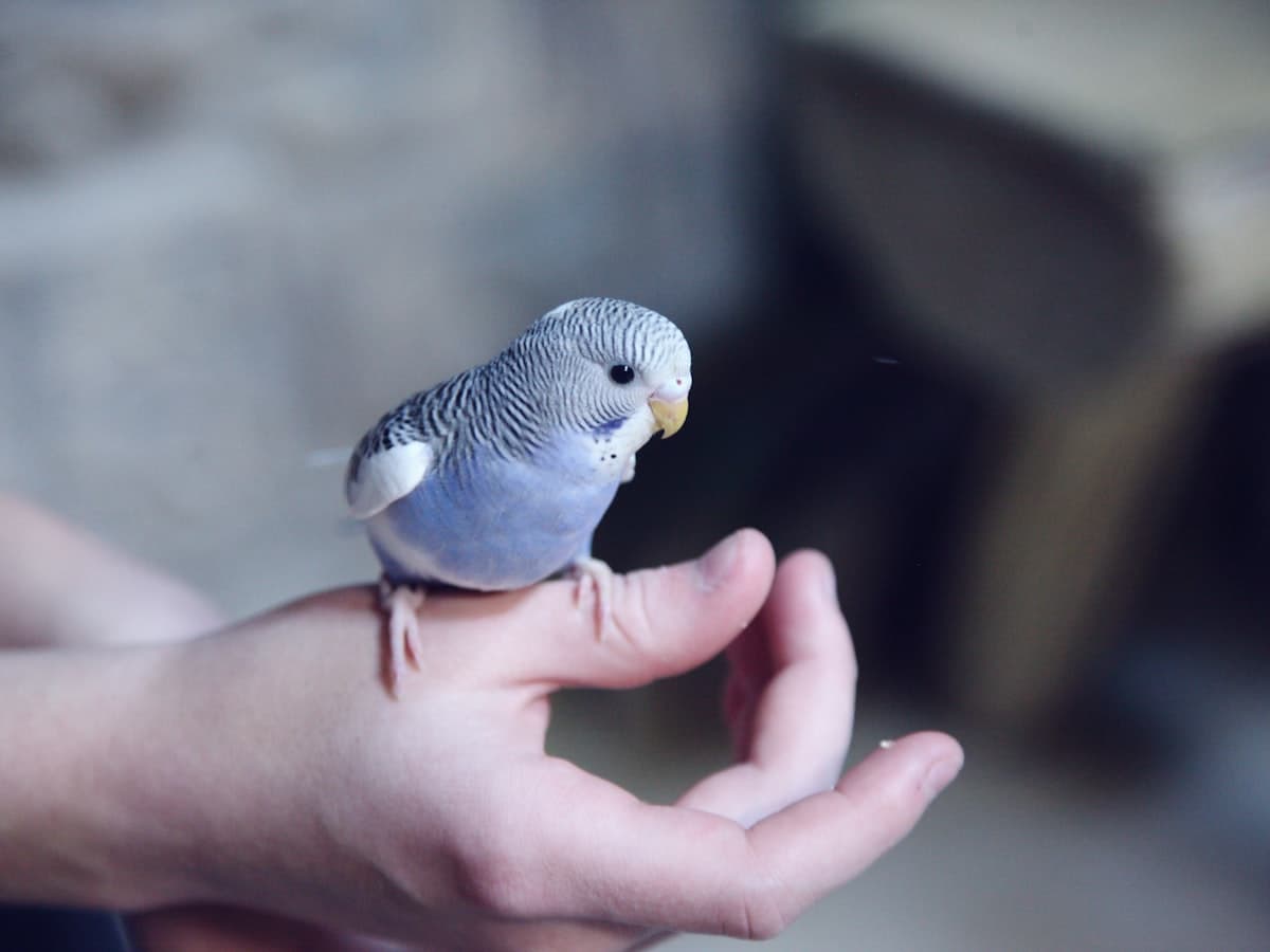 Sample post: blue budgie perched on a hand