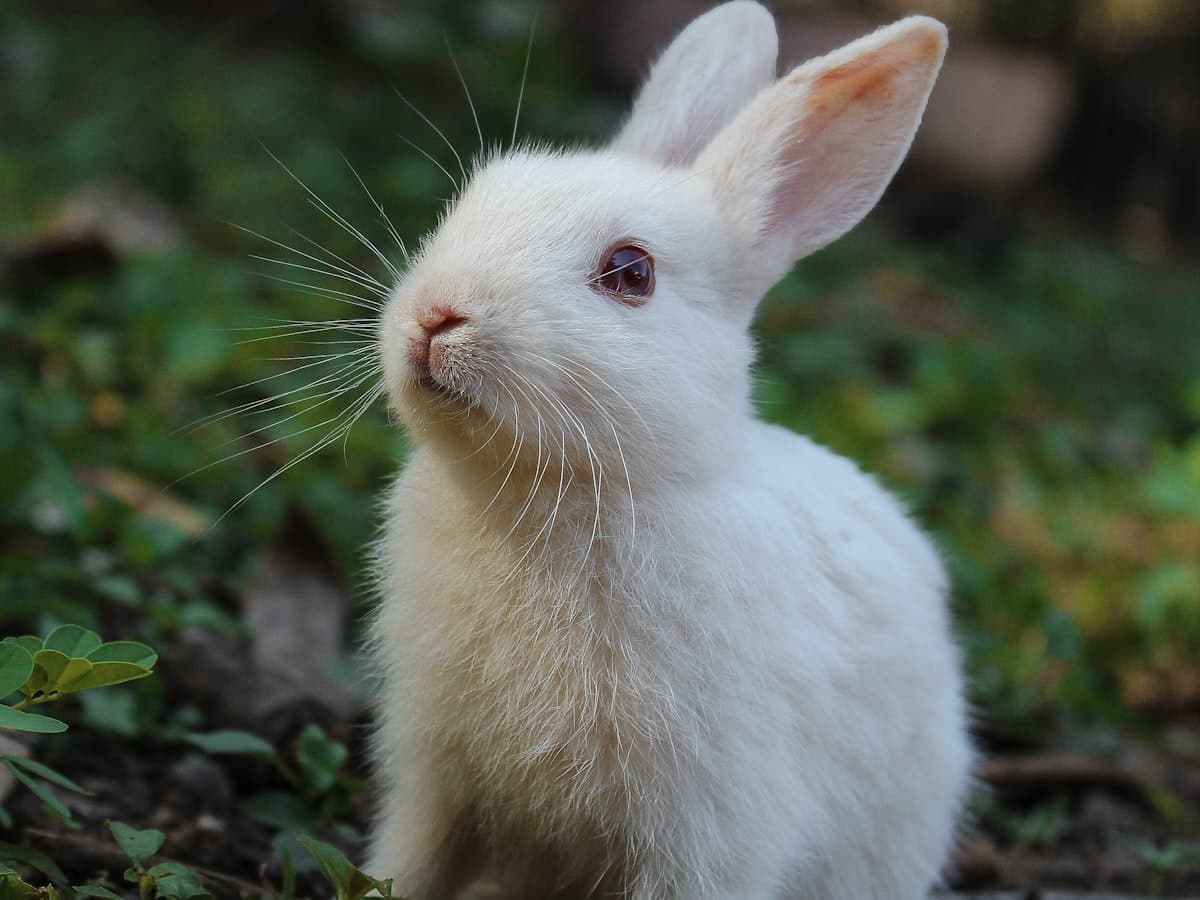 Sample post: white rabbit in the grass