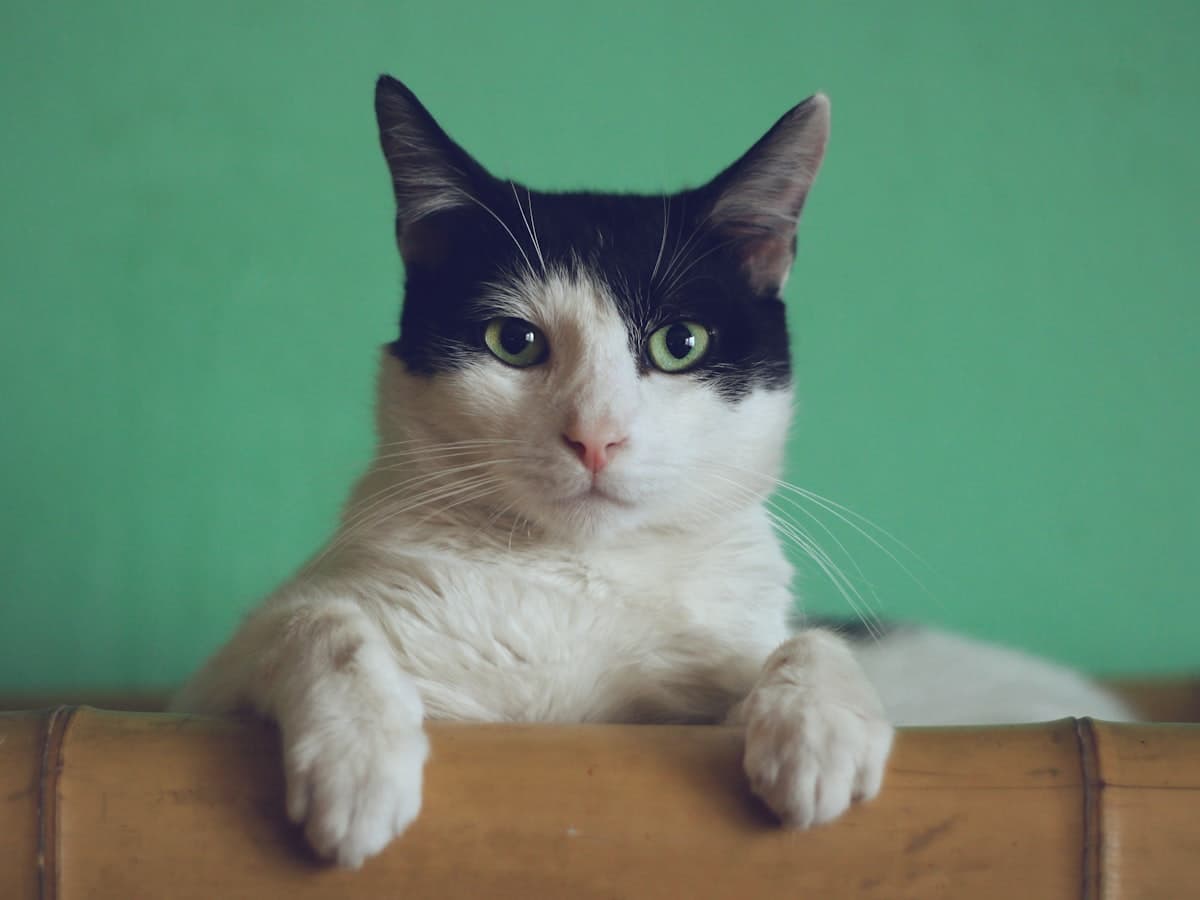 Sample post: black-and-white cat resting its paws on a wooden edge